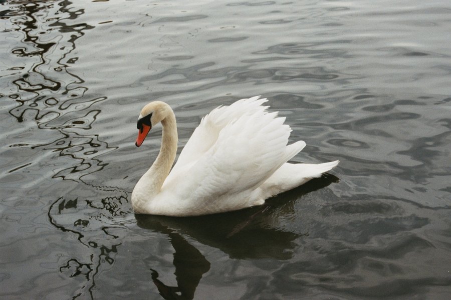 2003060211 grimstad zwaan